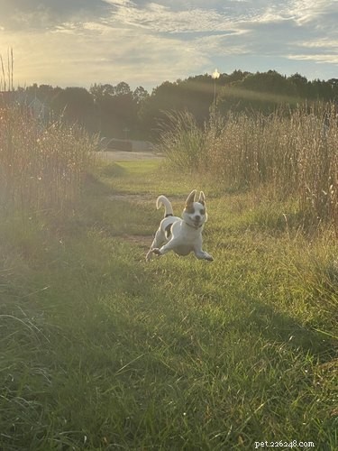 16 Pets That Light Up Our Lives