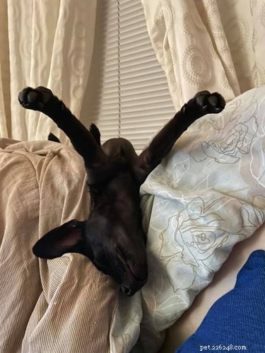 16 Pets That Light Up Our Lives
