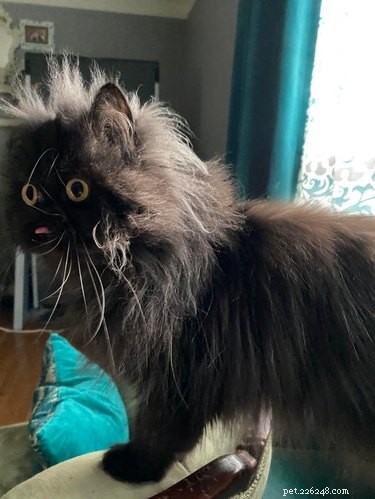 16 Pets That Light Up Our Lives