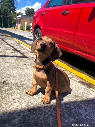 16 Pets That Light Up Our Lives