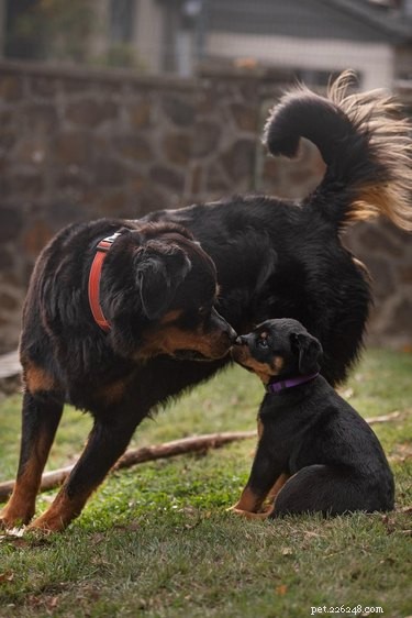16 Pets That Light Up Our Lives