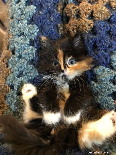 16 Pets That Light Up Our Lives
