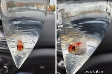 16 Pets That Light Up Our Lives
