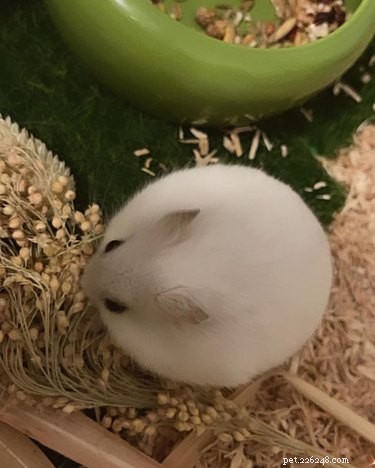 16 Pets That Light Up Our Lives