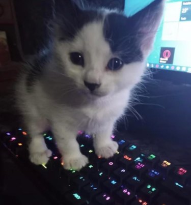16 Pets That Light Up Our Lives