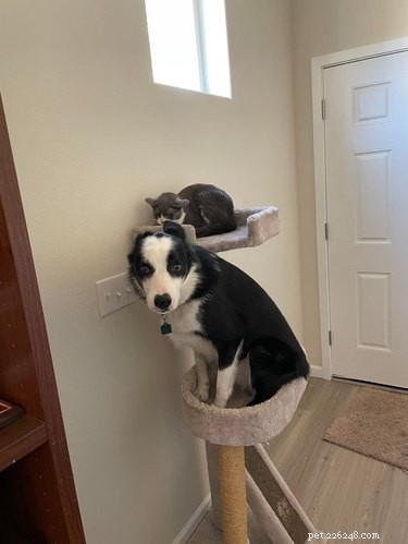 16 Pets That Light Up Our Lives