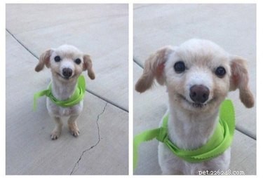 16 Pets That Light Up Our Lives