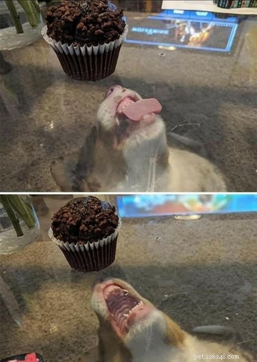 16 Pets That Light Up Our Lives