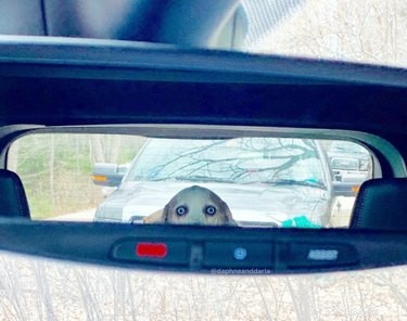 17 Adorable Pet Photos That Will Brighten Your Day