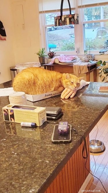 17 Adorable Pet Photos That Will Brighten Your Day