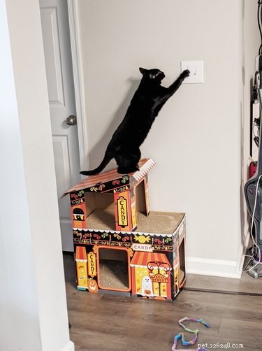 17 Adorable Pet Photos That Will Brighten Your Day