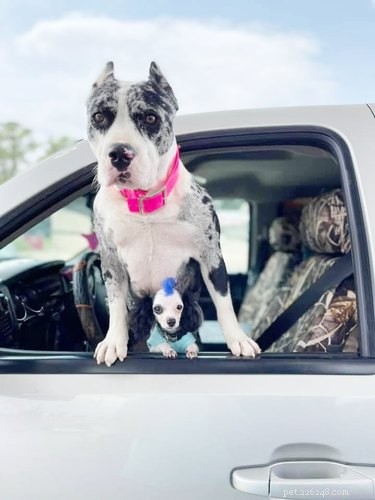 17 Adorable Pet Photos That Will Brighten Your Day