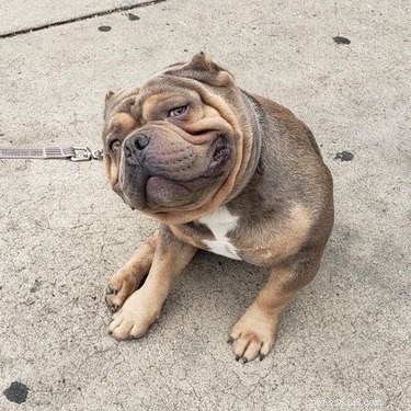 17 Adorable Pet Photos That Will Brighten Your Day
