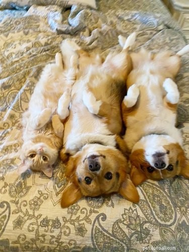 17 Adorable Pet Photos That Will Brighten Your Day