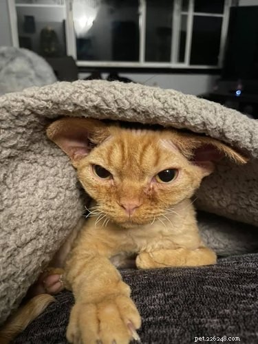 17 Adorable Pet Photos That Will Brighten Your Day