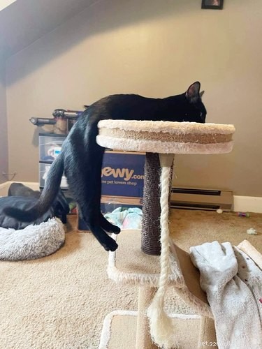 17 Adorable Pet Photos That Will Brighten Your Day