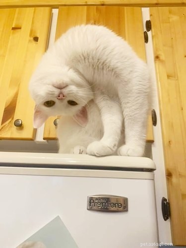 17 Adorable Pet Photos That Will Brighten Your Day