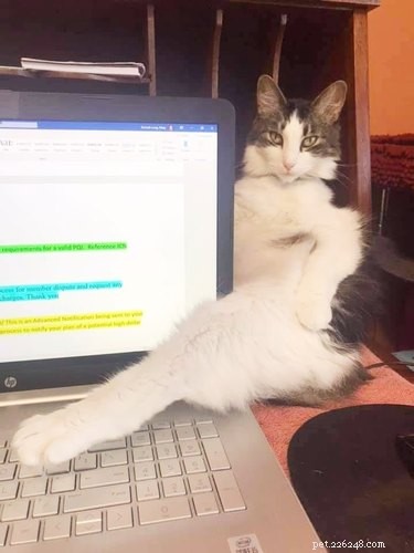 17 Adorable Pet Photos That Will Brighten Your Day