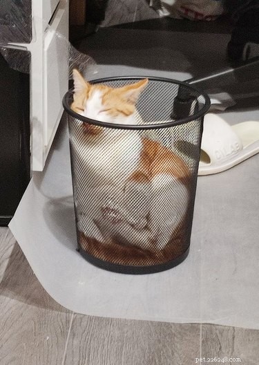 17 Adorable Pet Photos That Will Brighten Your Day