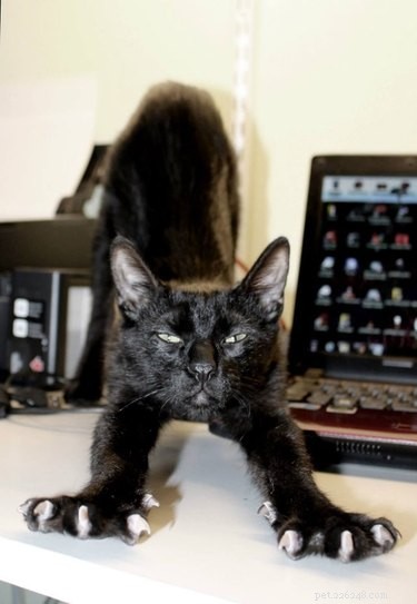 19 Cats & Dogs Stretching in a Playful Exercise Routine