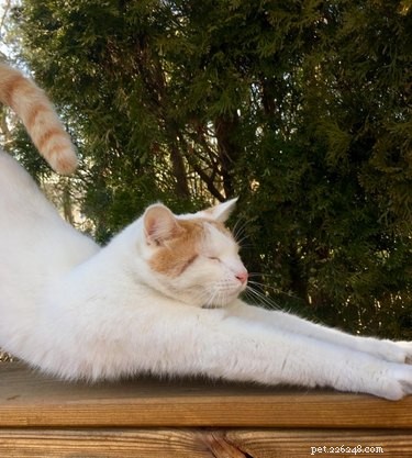 19 Cats & Dogs Stretching in a Playful Exercise Routine