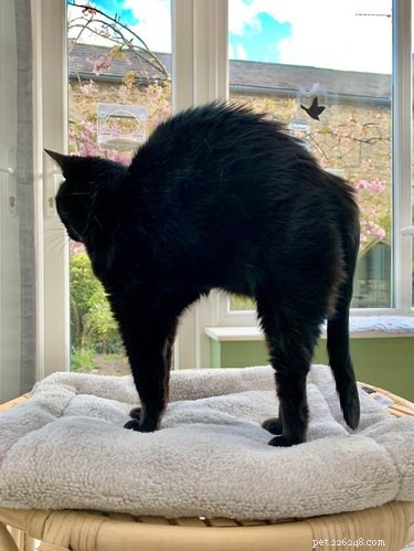 19 Cats & Dogs Stretching in a Playful Exercise Routine