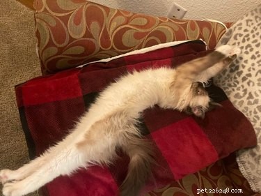 19 Cats & Dogs Stretching in a Playful Exercise Routine