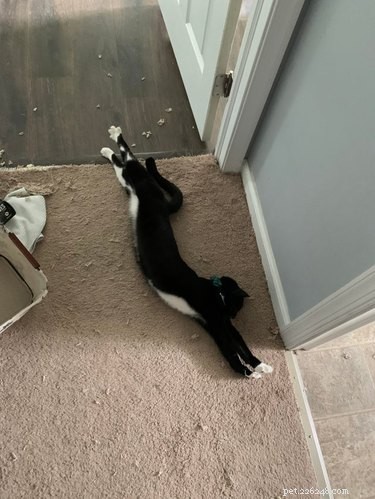 19 Cats & Dogs Stretching in a Playful Exercise Routine
