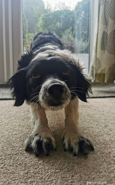 19 Cats & Dogs Stretching in a Playful Exercise Routine