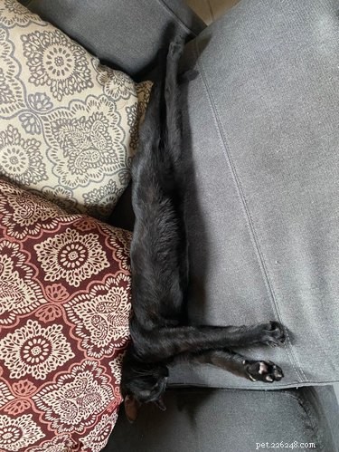 19 Cats & Dogs Stretching in a Playful Exercise Routine