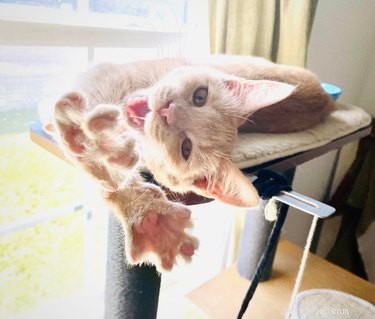 19 Cats & Dogs Stretching in a Playful Exercise Routine
