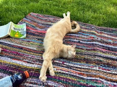 19 Cats & Dogs Stretching in a Playful Exercise Routine