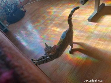 19 Cats & Dogs Stretching in a Playful Exercise Routine