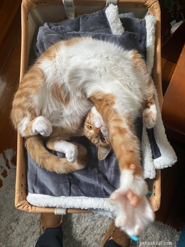 19 Cats & Dogs Stretching in a Playful Exercise Routine