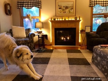 19 Cats & Dogs Stretching in a Playful Exercise Routine