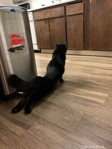19 Cats & Dogs Stretching in a Playful Exercise Routine