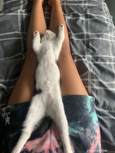 19 Cats & Dogs Stretching in a Playful Exercise Routine