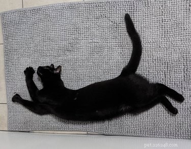 19 Cats & Dogs Stretching in a Playful Exercise Routine