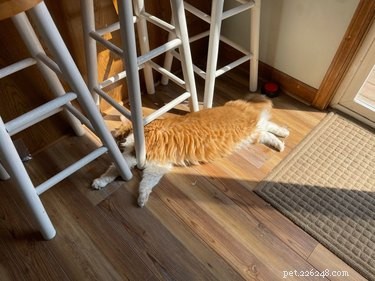19 Cats & Dogs Stretching in a Playful Exercise Routine