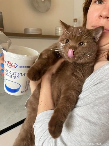 16 Adorable Cats & Dogs Living Life to the Fullest