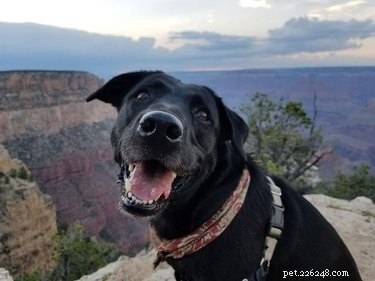 16 Adorable Cats & Dogs Living Life to the Fullest