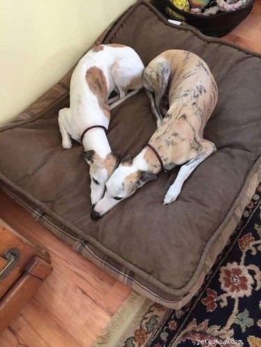 16 Adorable Cats & Dogs Living Life to the Fullest