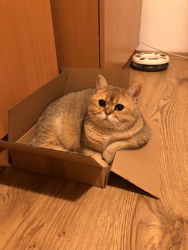 16 Adorable Cats & Dogs Living Life to the Fullest