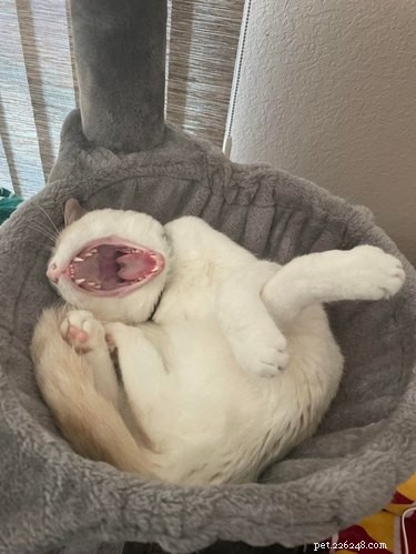16 Adorable Cats & Dogs Living Life to the Fullest
