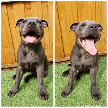 16 Adorable Cats & Dogs Living Life to the Fullest