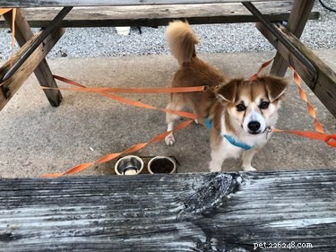 16 Adorable Cats & Dogs Living Life to the Fullest