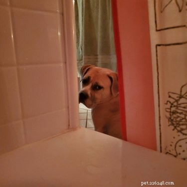 16 Adorable Cats & Dogs Living Life to the Fullest