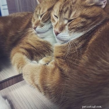 16 Adorable Cats & Dogs Living Life to the Fullest