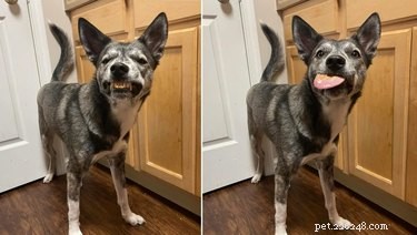 16 Adorable Cats & Dogs Living Life to the Fullest