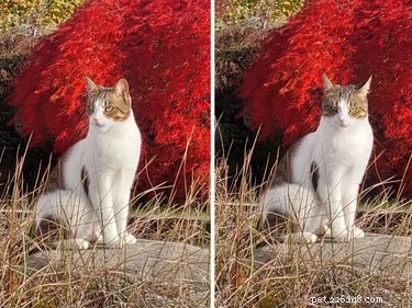 16 Adorable Cats & Dogs Living Life to the Fullest